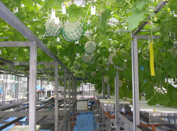 水耕栽培機らくらく肥料管理機4を導入したメロン農家の様子